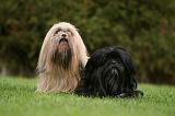 LHASSA APSO 168